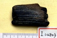 藏品(鹿角一段)的圖片